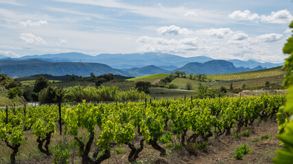 Corbières Vineyards and Rolling Hills Landscape  in Aude France - obrazy, fototapety, plakaty