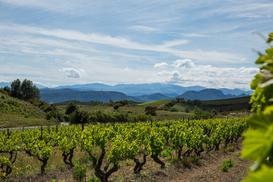 Corbi&egrave;res Vineyards and Rolling Hills Landscape  in Aude France