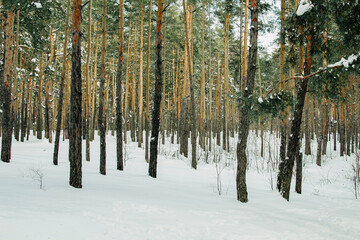 pine forest in winter