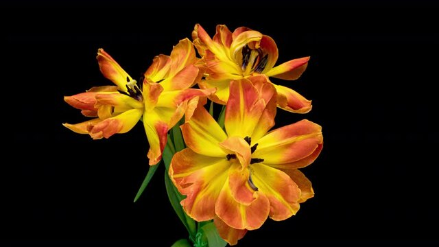 Beautiful orange tulip flowers on black background. Wedding, Valentines Day, Mothers Day concept. Holiday, love, birthday design backdrop