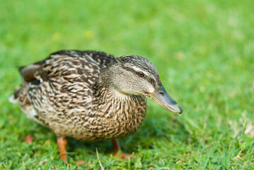 Duck