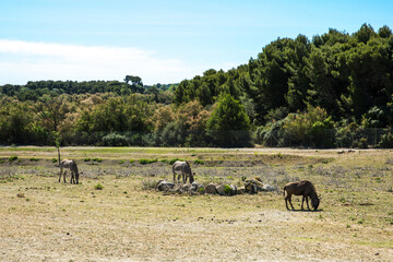 Zebras and a Wildebeest Grazing in Sigean Wildlife Safari Park in France