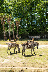 Groups of Zebras Walking and Grazing in Sigean Wildlife Safari Park on a Sunny Spring Day in France