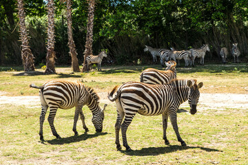 Fototapeta na wymiar Groups of Zebras Walking and Grazing in Sigean Wildlife Safari Park on a Sunny Spring Day in France