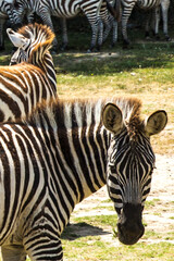 Fototapeta na wymiar Groups of Zebras in Sigean Wildlife Safari Park on a Sunny Spring Day in France
