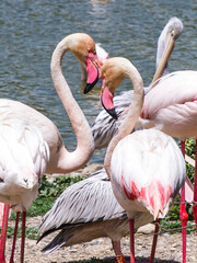 Flock of Pink Flamingos and Pelican in Sigean Wildlife Safari Park in France