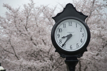 Fototapeta na wymiar Cherry blossoms behind the clock