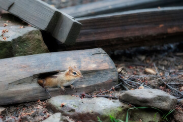 Chipmunk looking around before venturing out