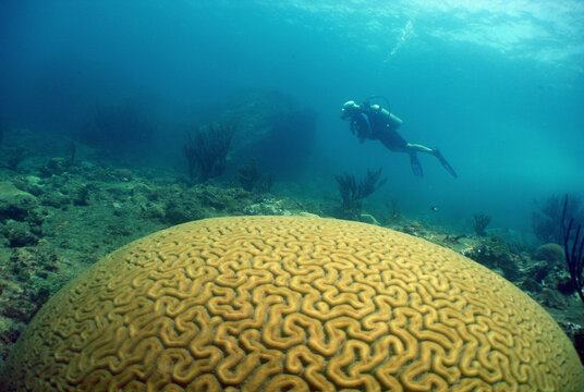 scuba diver , caribbean sea ,Curacao