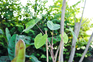 Colocasia esculenta, Lemon Lime Gecko or Colocasia