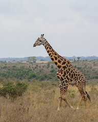 Naklejka na ściany i meble giraffe in the savannah,Nairobi national park
