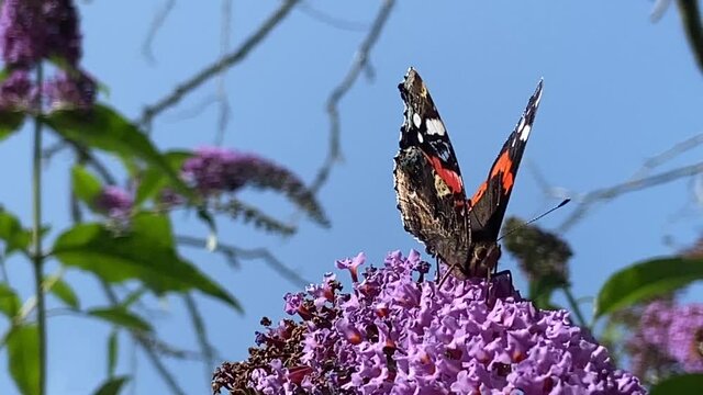 butterfly - red admiral Butterfly on buddleia pink purple flower butterfly collecting pollen video footage