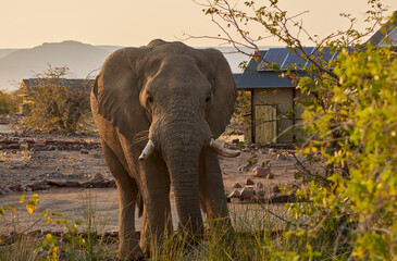 African elephant (Loxodonta africana) roams around residential area at sunset in Namibia, Africa.