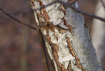 Popękana biała kora brzozy w zimowym lesie.