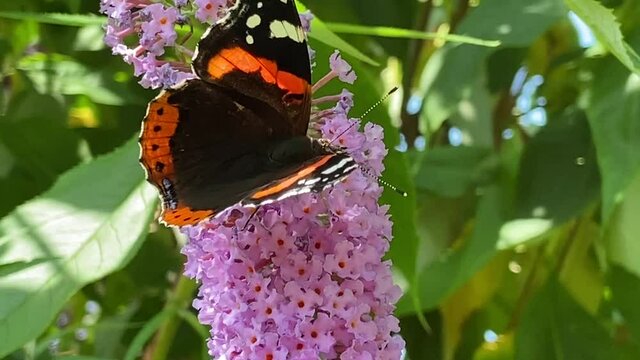 butterfly - red admiral Butterfly on buddleia pink purple flower butterfly collecting pollen video footage