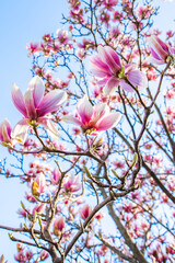 flowering magnolia in the sun on a warm spring day in the blue sky. The concept of the beginning of the spring season.