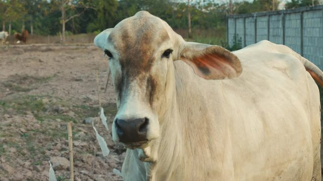 Close up face of meat cow raising in organic way in rural area of Thailand shows beautiful portrait of animal under sunlight in the morning. It is agricultural farming for food supplying of beef.