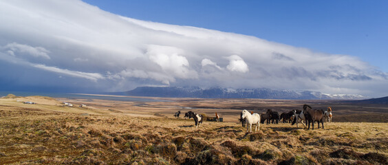 Sunset and Icelandic horses - Sonnenuntergang und Islandpferde