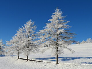 Fototapeta na wymiar Frozen Trees / Gefrorene Bäume / Winterfrost