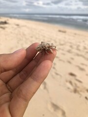 crab on the beach
