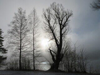 Bäume im Nebel der Trauer