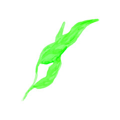 Watercolor peach leaves. Hand-drawn vector green leaf set. Vector illustration