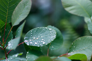 dew drops on a green leaf of a bush