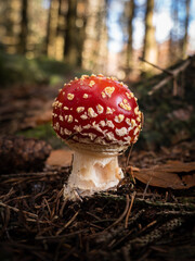Amanite - champignon vénéneux en automne © Yves