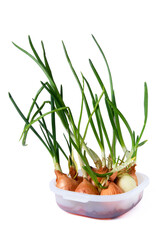 Green onions grow in a plastic container with water. Harvest on the windowsill. Isolation on a white background