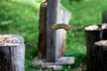 Chipmunk jumping friom one log to another one