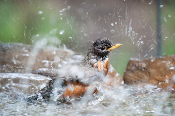 Robin bathing in the water