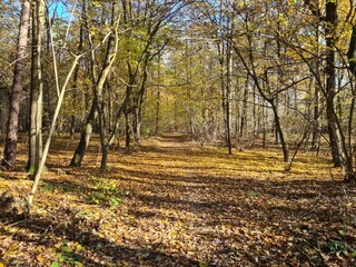 Leśna ścieżka w blasku słońca jesienną porą.  © Marcin