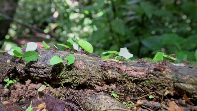 Leafcutter ants in Corcovado National Park, Osa Peninsula, Costa Rica, Central America