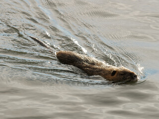 Obraz premium detail of Myocastor coypus, single mammal in water
