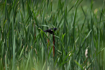bird on a grass