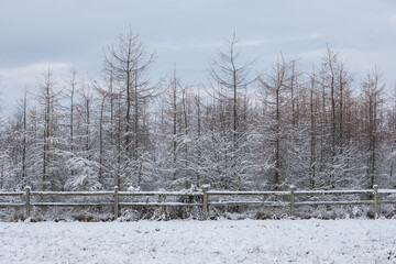 winter landscape - 479389133