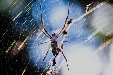 Aranha