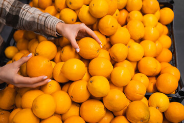 Close up of woman's hands taking oranges from supermarket counter. Shopper chooses oranges at the grocery store