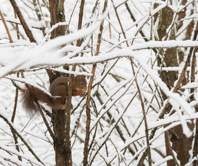 Squirrel in the snow - 479389336