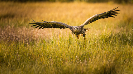 Adler im Angriffsflug