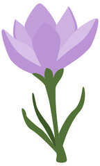 Naklejka premium Krokus