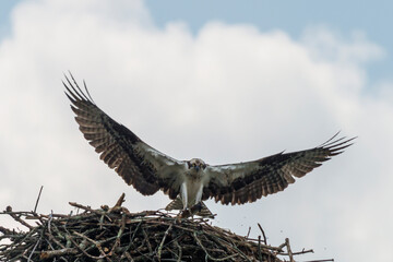 Osprey flying up to next