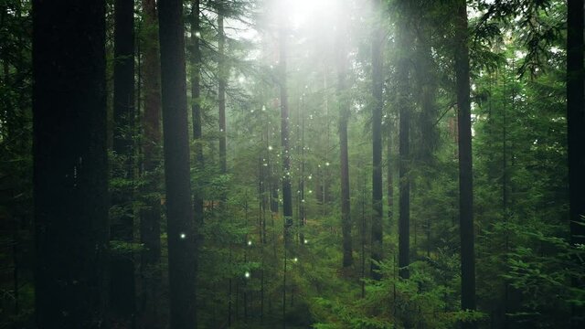 Magical white fireflies flying through foggy dimmed mystic forest canopies.