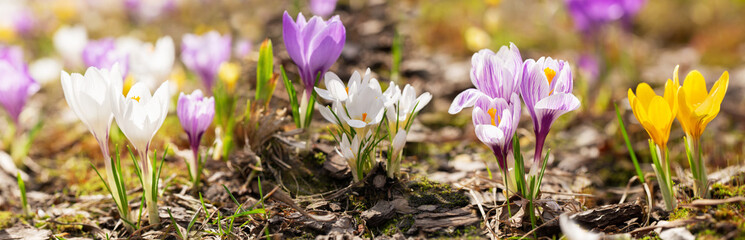 Spring flowers. Crocus flowers blooming in a garden