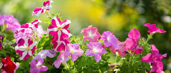 petunia flowers in a garden on a green background