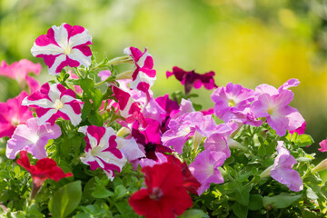 petunia flowers in a garden on a green background