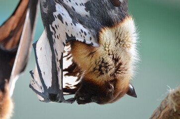 Obraz premium Closeup of a flying fox