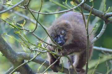 Fototapeta premium Red-bellied lemur is sitting in a tree