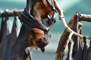 Portrait of a flying fox
