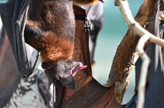Awesome flying fox is showing his teeth